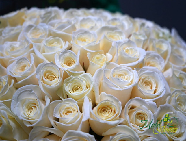 101 Белая голландская роза 40 см Фото